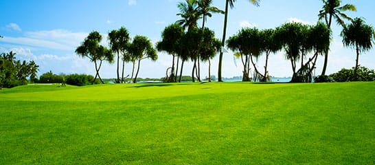 Green grass and palm trees