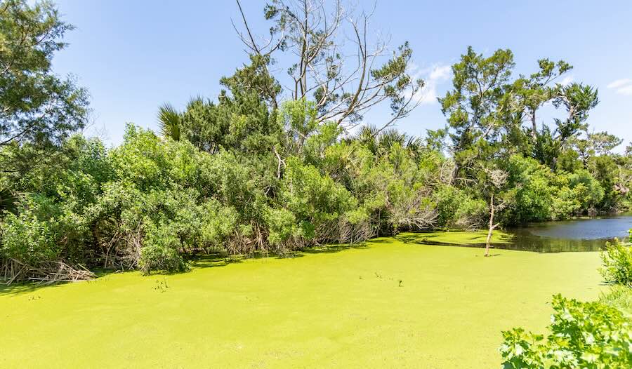 blue green algae egans creek florida