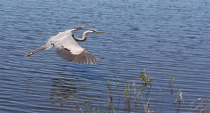 Florida lake bird