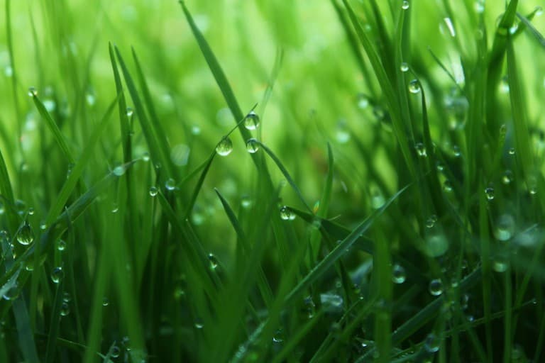 Close up of some healthy green grass with droplets of water on