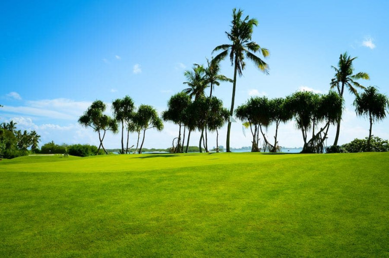 A golf course green with palm trees and blue skies