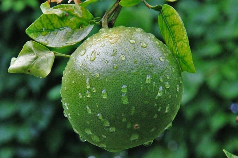 Close up of fruit growing on a tree