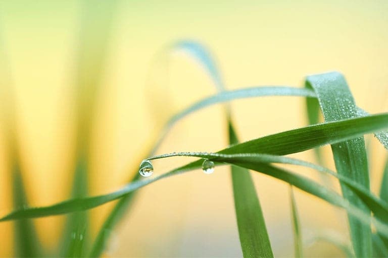 Close up of green blades of grass with water droplets