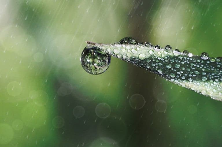 Close up of a leaf with water about to drop from it