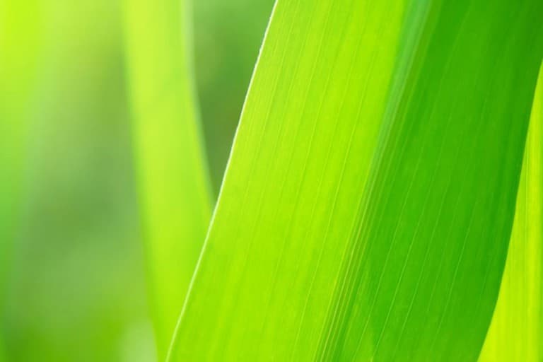 Close up of a blade of green grass