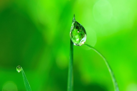 Close up of a droplet of water at the top of a blade of grass