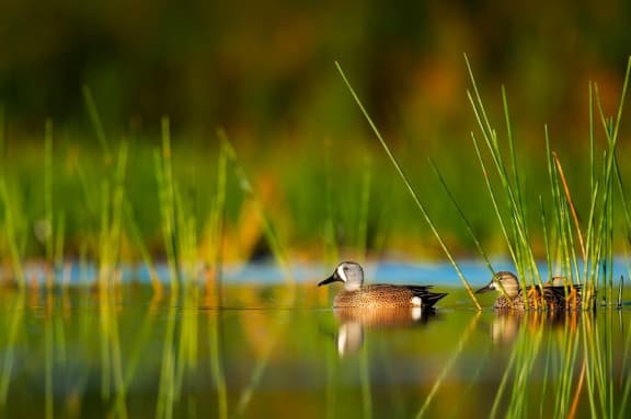 Ducks swimming on some water with reeds in the background