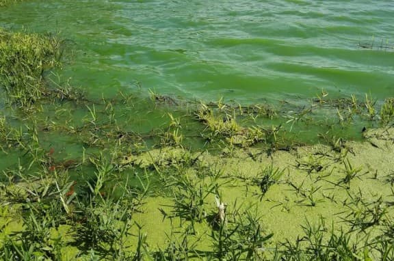 Green algae floating on top of water