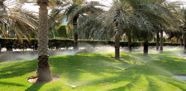 palm trees and irrigation sprinklers