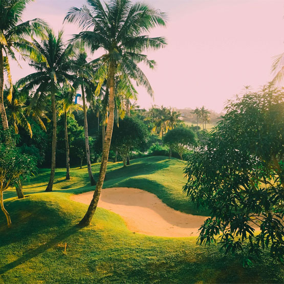 Palm trees and sand bunker on a golf course