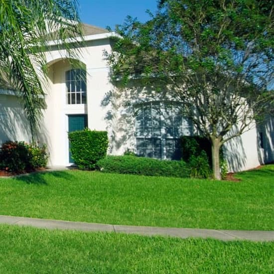 Front door a white house with palm trees and grass out the front