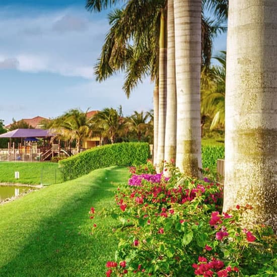 Close up of palm trees and flowers