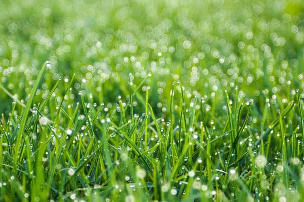 Close up of blades of grass