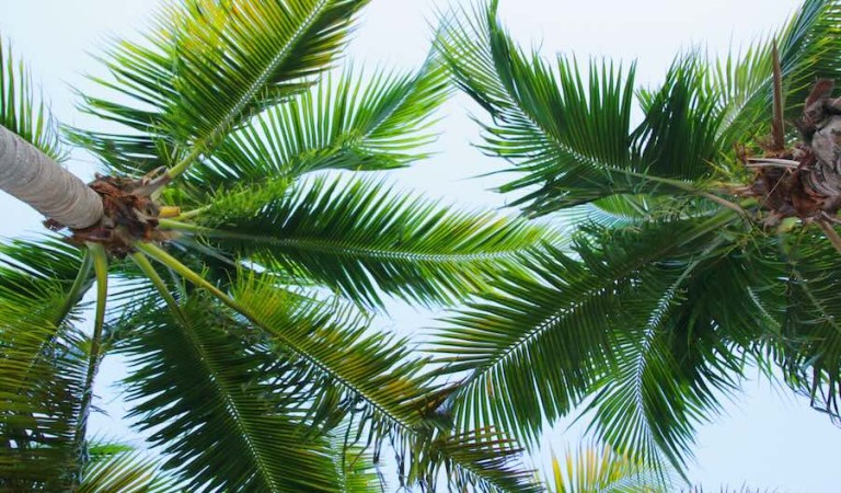 Looking up at leaves and trunk of a palm tree