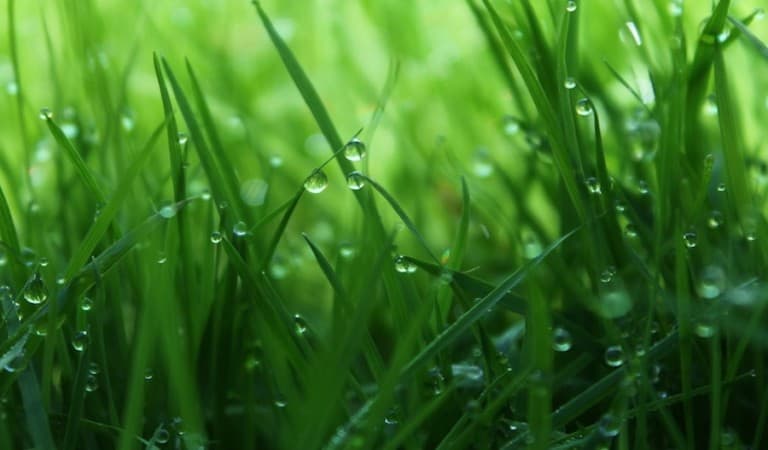 Close up of grass with rain droplets on