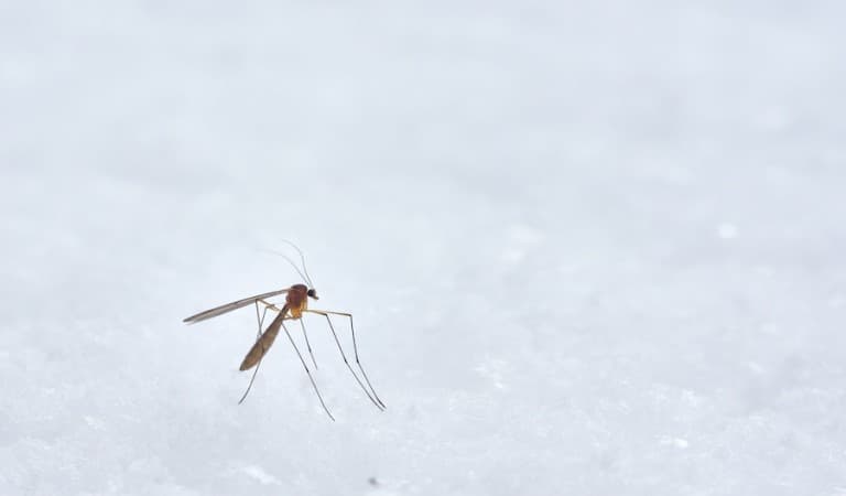 Close up of a mosquito standing still