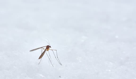 Close up of a mosquito standing still