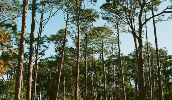 View of trees a collection of tall trees against a blue sky