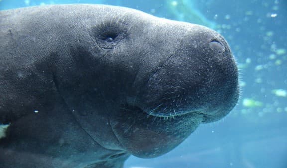 Close up of the face of a Manatee swimming underwater