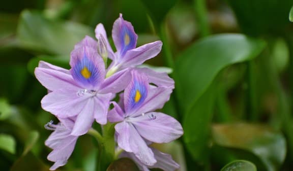 Purple and blue water hyacinths