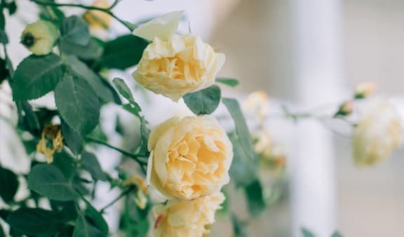 Close up on some yellow roses