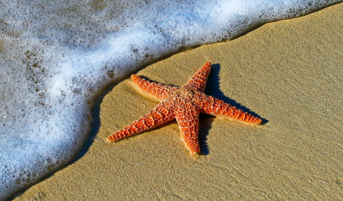 Starfish on a Florida Beach