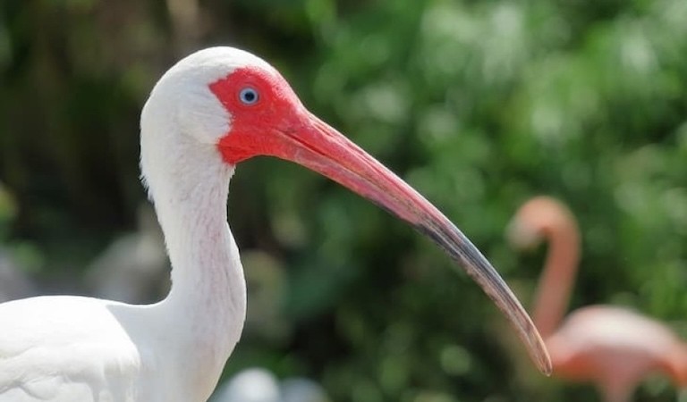 White ibis with a red beak in nature