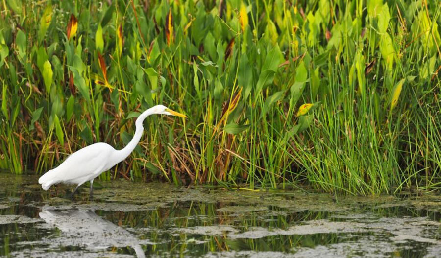 Great white egret wades in florida wetland pond