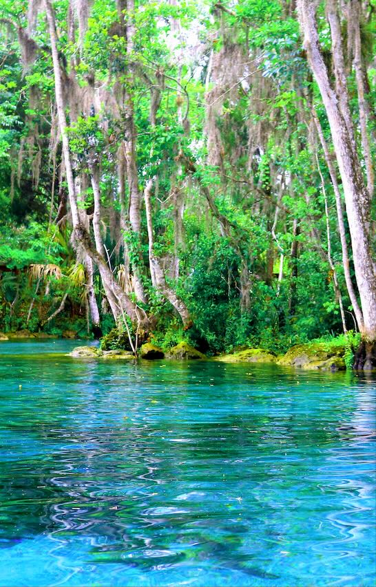 Freshwater spring in Florida