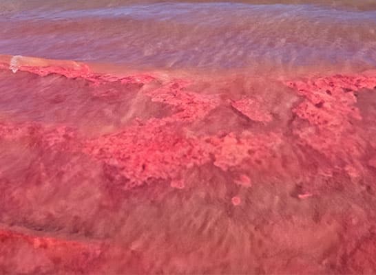 Red tide in the ocean