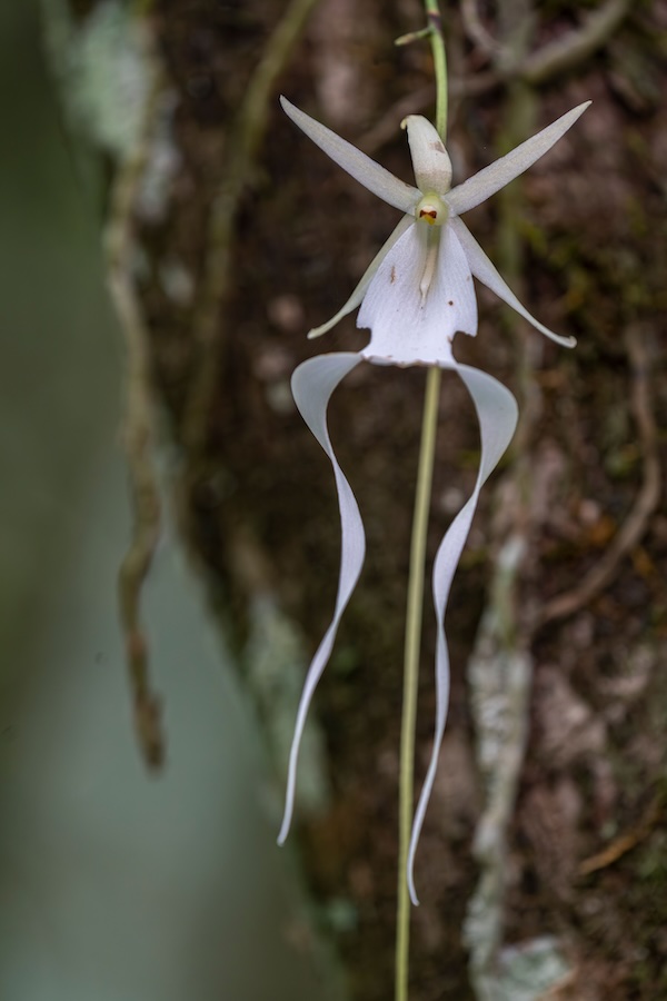 Ghost Orchid