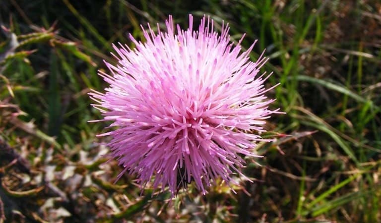 Close up of a pink Mimosa plant