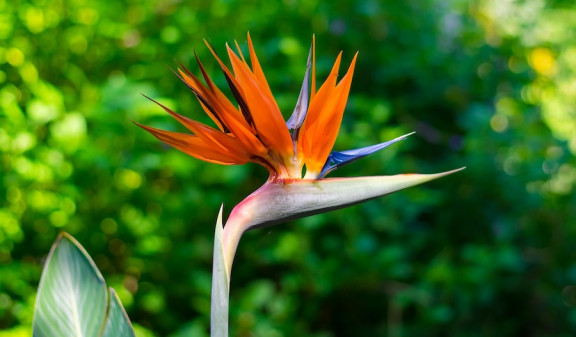 A colourful orange and blue flower in nature