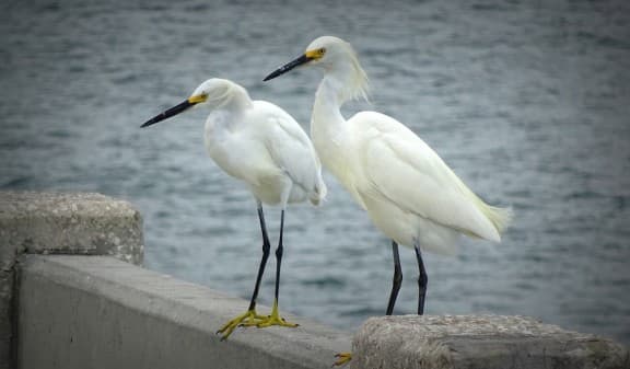 Two Egrets stood next to each other by some water