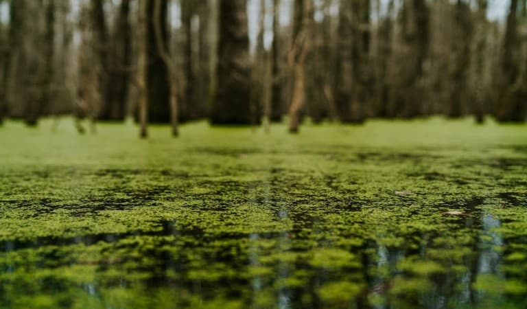 Green algae on top of water in swampland