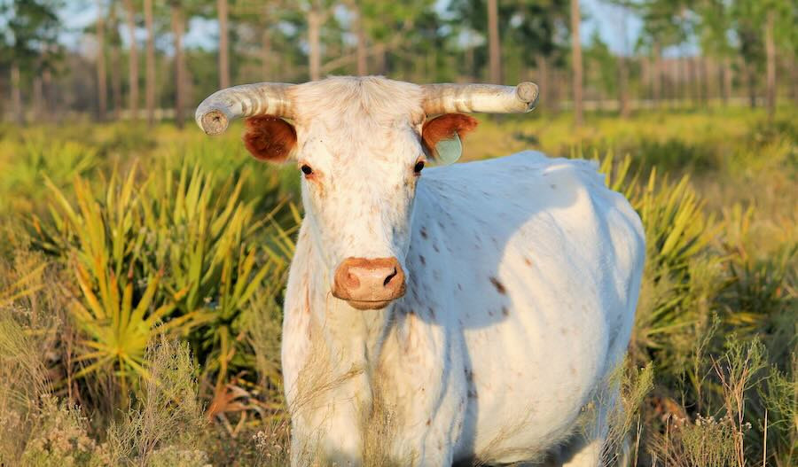 Cow in Florida