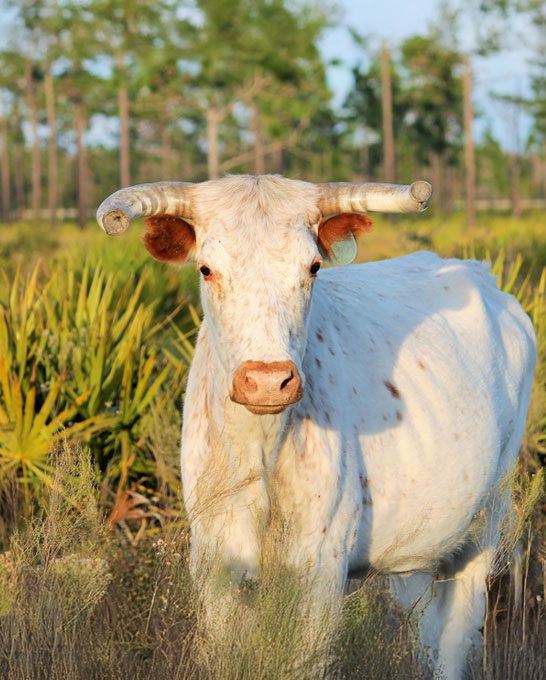 Longhorn cattle in Florida