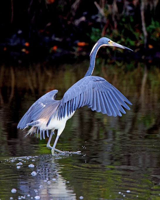 Tricolor Heron in Florida