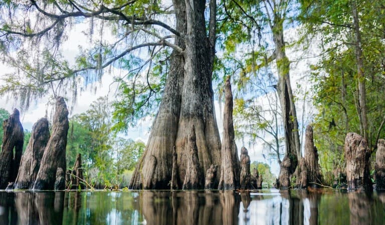 Swamp with tall trees coming up from the water