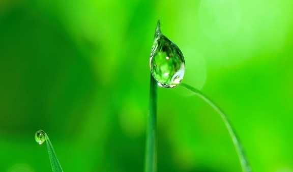 Close up of a blade of grass with a droplet of water on the top