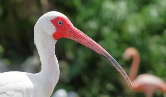 White ibis with a red beak