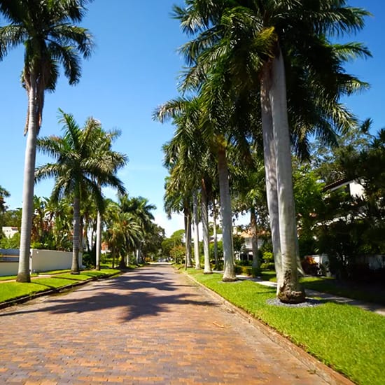 Street view of a road filled with palm trees in Florida