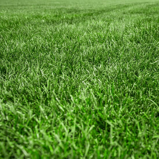 Close up of green grass