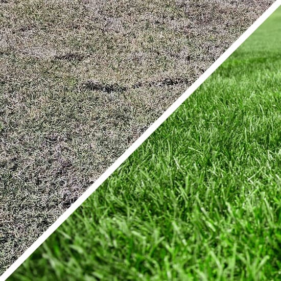 Split image showing dry dead grass and then some healthy green grass