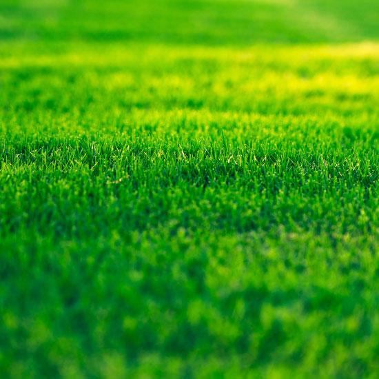 Close up of really green vibrant grass