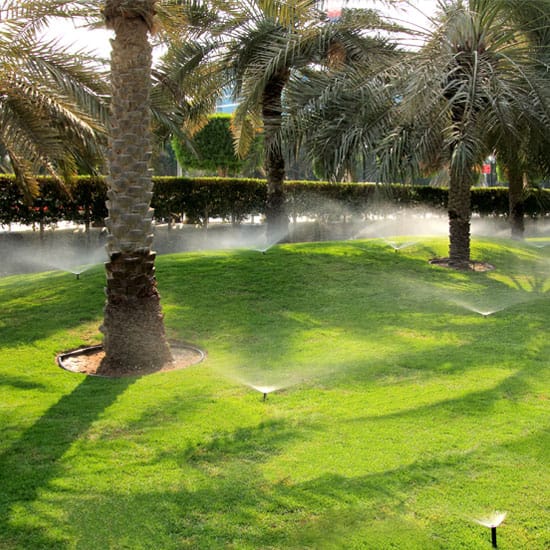 Sprinklers watering grass and palm trees