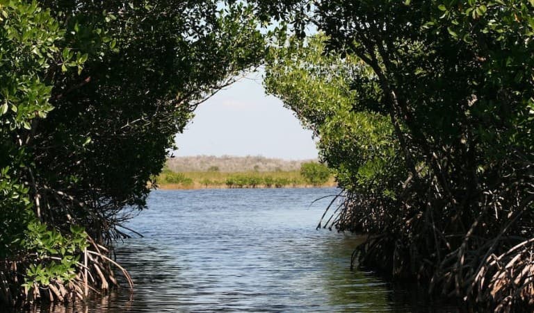 Mangroves in the Florida Everglades