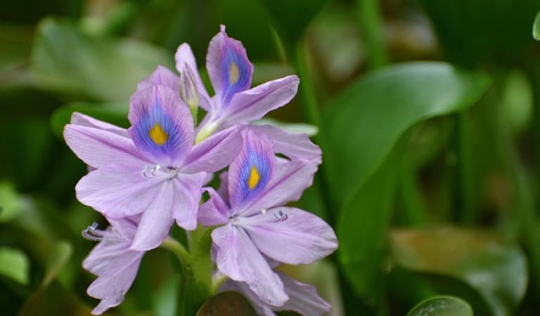 Water hyacinths are beautiful but they can cause chaos!