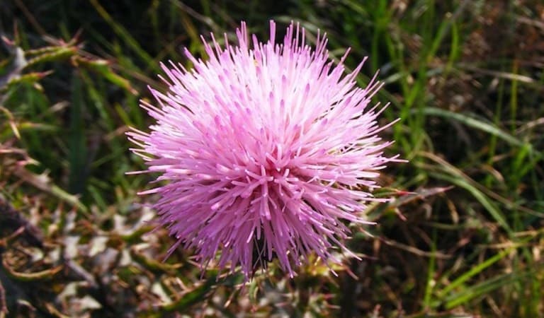 Could we be less reliant on sod and replace with native plants like the Mimosa?