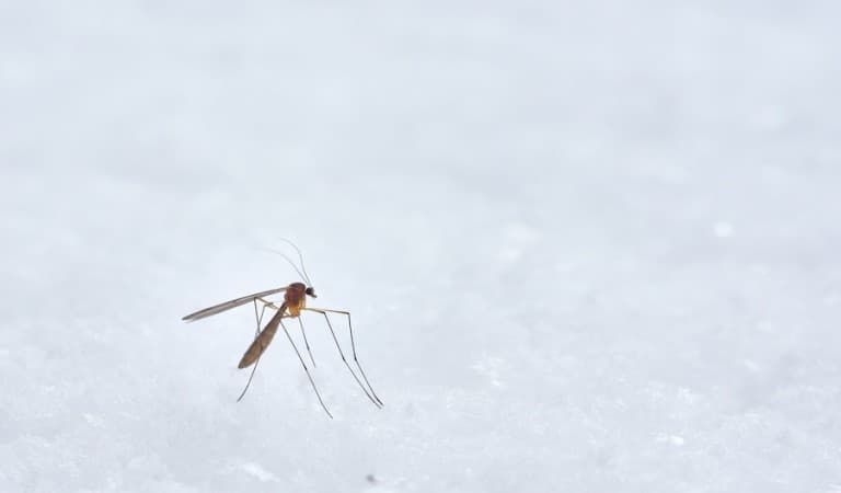 With over 90 species in Florida, are the mosquitoes taking over?